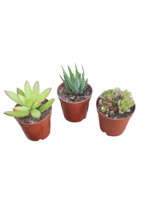 DİLEK DÜKKANI Sukulent Kaktüs 3lü Set Model No:12