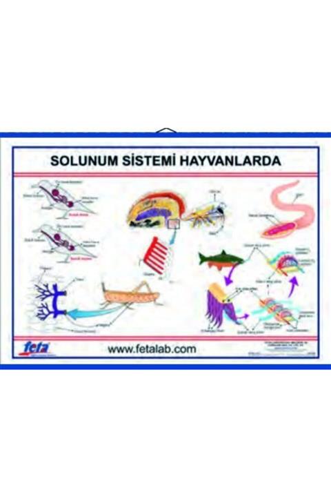 Edulab Solunum Sistemi Levhası (hayvanlarda)