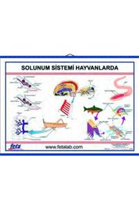 Edulab Solunum Sistemi Levhası (hayvanlarda)