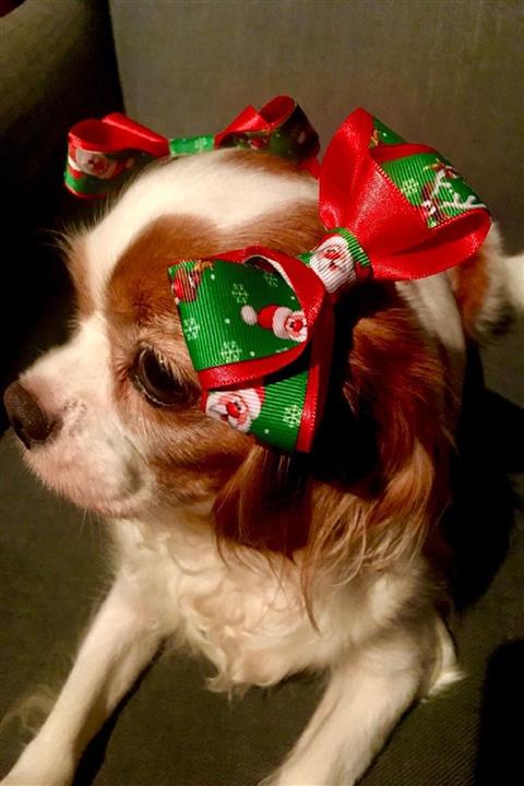 BUKALEMUN COMPANY 2'li Noel Babalı Chrıstmas Yılbaşı Noel Pet Köpek Toka Set