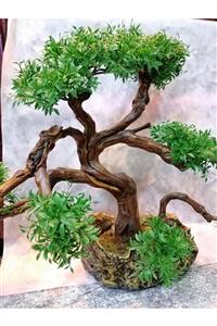 Keops çiçek Tasarım Bonsai Ağacı