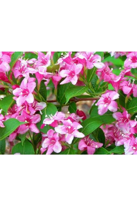 ruzgarbotanik Pembe Vangelya Gelin Tacı 70 Cm