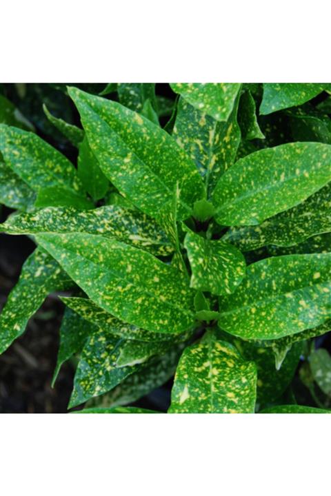 ruzgarbotanik Akuba Japon Defnesi Çiçeği Fidanı 50cm