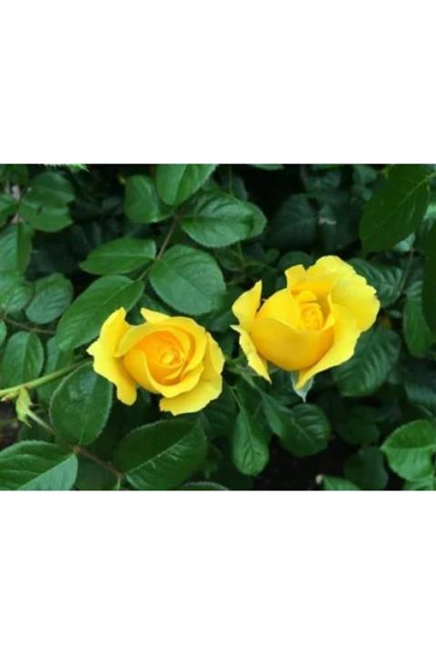 ruzgarbotanik Bulgar Gülü Sarı Çiçeği Fidanı
