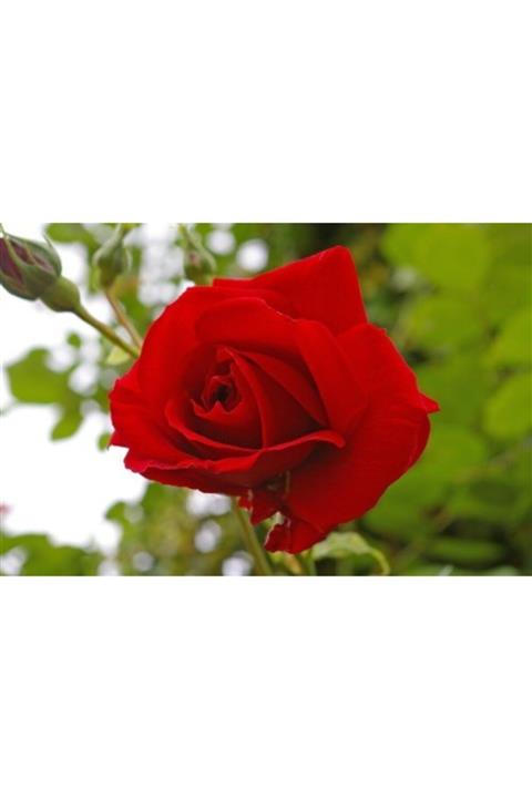 ruzgarbotanik Bulgar Gülü Kırmızı Çiçeği Fidanı