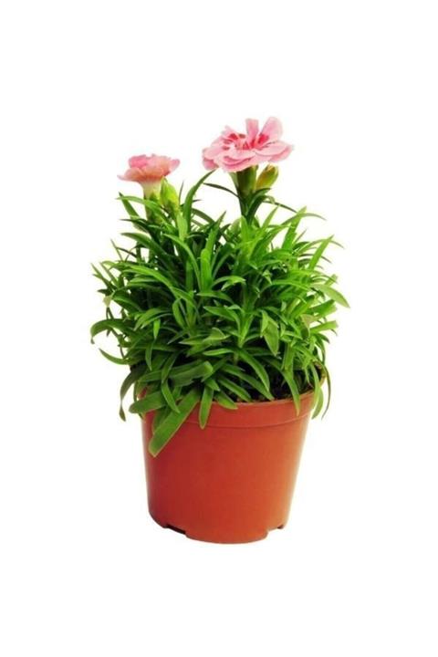 Hınzır Kokulu Karanfil Çiçeği 1 Adet 15 Cm