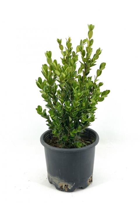 My Botanik Şimşir 25-30 Cm