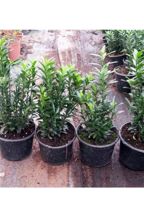 1001fidan Euonymus Japonica Yeşil Çıtır Taflan Sütun Taflan Fidanı 10-30cm