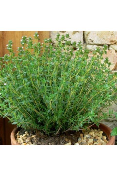 ruzgarbotanik Dağ Kekiği Çiçeği Fidanı 30 Cm Saksılı
