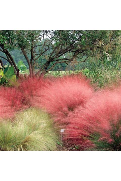 YAĞMUR BOTANİK Muhlembergia (pamuk Şekeri) Saksılı