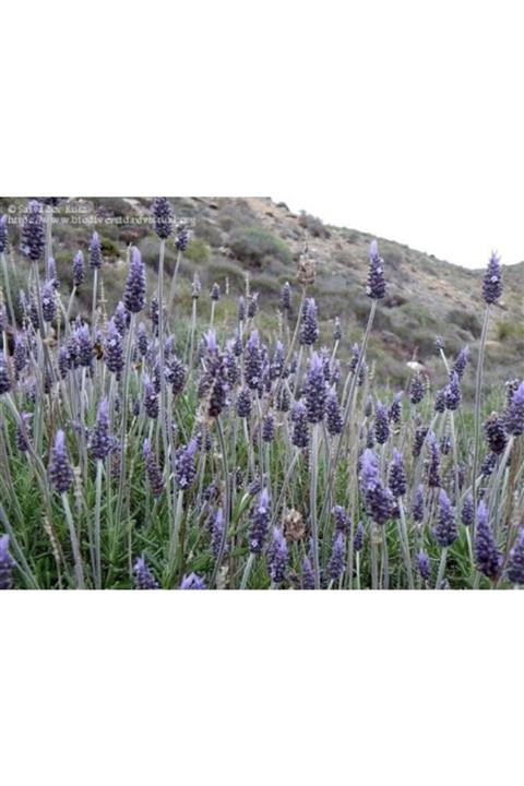 Ruzigargülü Lavandula Çiçeği Fidani 40 Cm