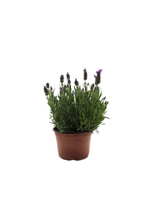 Palmiye Lavanta Bitki Boyu 25 - 30 Cm