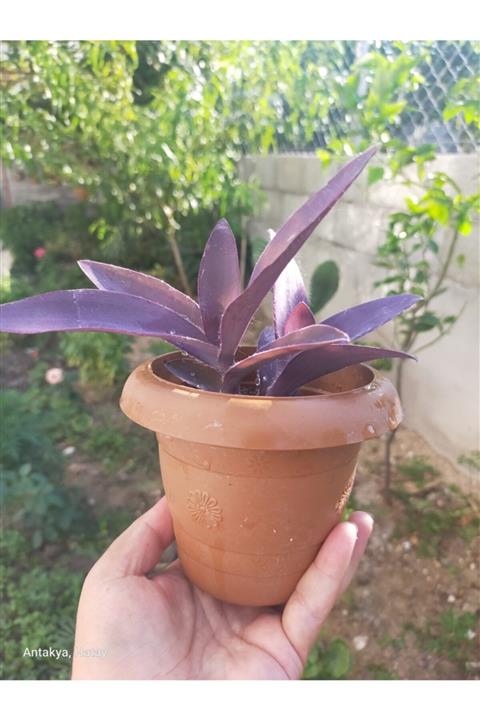 zarif çiçek Karasevda - Mor Telegraf Çiçeği