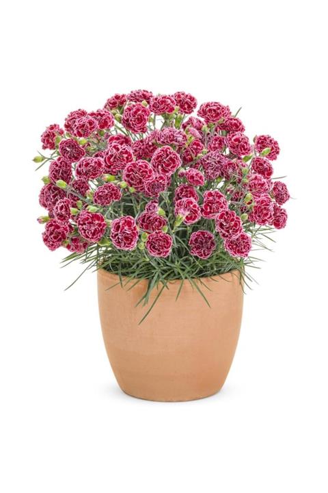 serada decor plant Kırmızı Beyaz Kokulu Bodur Karanfil Bitkisi