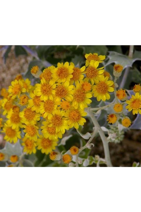 Fidan & Peyzaj Kül Çalısı / Bahçe Külü