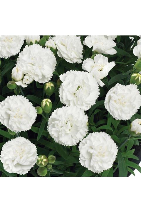 serada decor plant Kokulu Beyaz Bodur Karanfil Bitkisi Dianthus Caryophyllus White