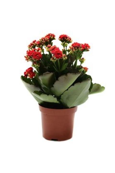 MarkaDepodan Kırmızı Kalanşo ( Kalanchoe ) Çiçeği Saksıda