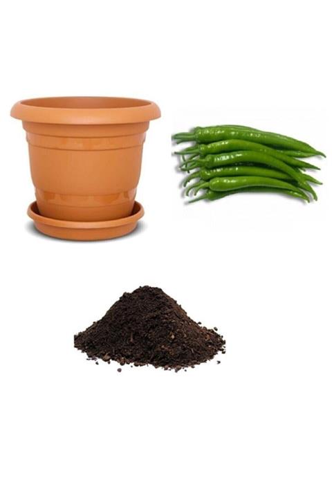 RAÇAM BOTANİK Aci Sivri Demre Biber Tohumu Ekim Seti