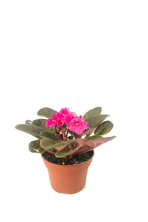 Nemesia çiçek evi Menekşe, Afrika Menekşesi, Pembe Renk