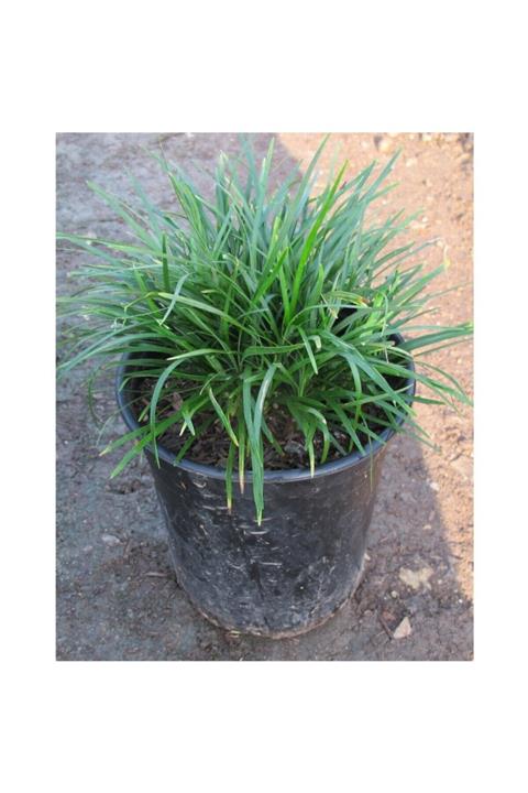 Fidan & Peyzaj Osmanlı Çimi