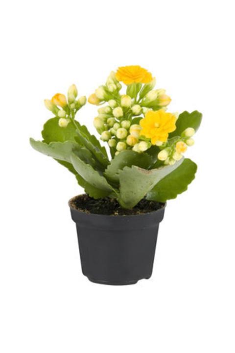 Palmiye Kalanchoe Çiçeği Plastik Saksıda