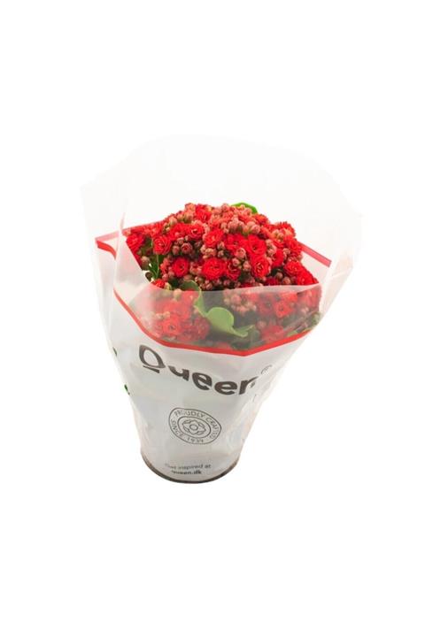 Serra Gardens Kalanşo Çiçeği Kalanchoe Kırmızı Renk