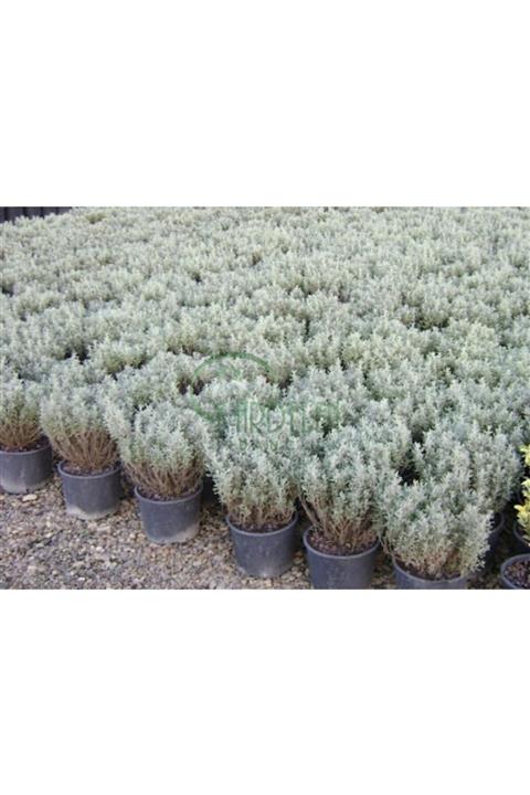 YAĞMUR BOTANİK Lavantin Saksılı 10-20 Cm