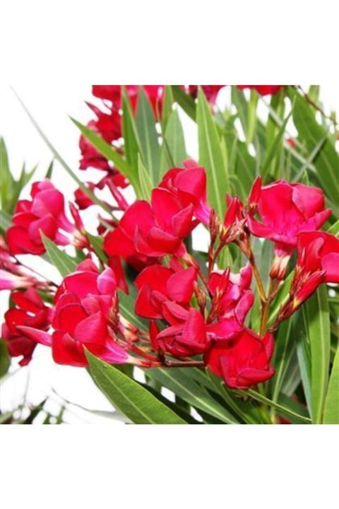 Çiçek sev Bodur Zakkum Çiçeği Kırmızı Saksılı