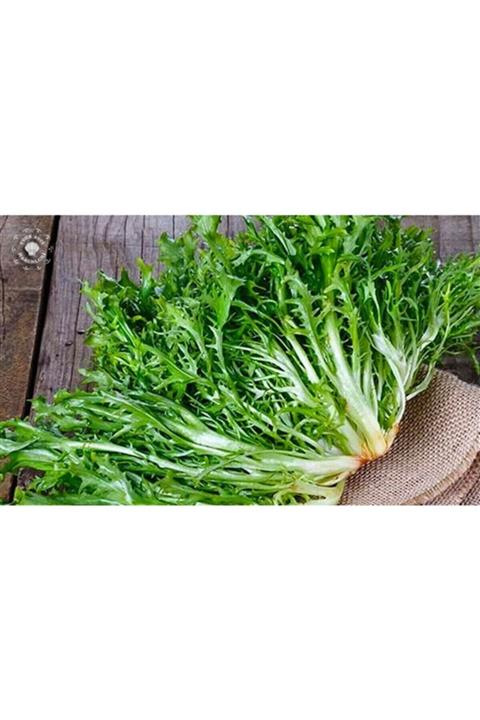 RAÇAM BOTANİK Organik Yediveren Hindiba Tohumu 1000 Adet