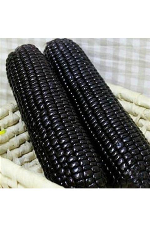 RAÇAM BOTANİK Tatlı Siyah Mısır Tohumu 5 Adet