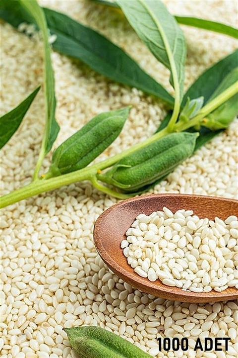 RAÇAM BOTANİK Yetiştirmek Için Susam Tohumu 500 Adet Susam Tohumu