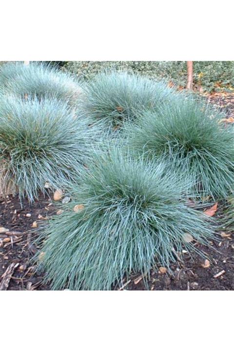 fide marketim Mavi Çim Festuca Glauca