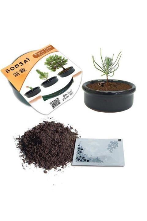 Çokuygunuz Bonsai Fıstık Çamı Ekim Kiti Minyatür Ağaç