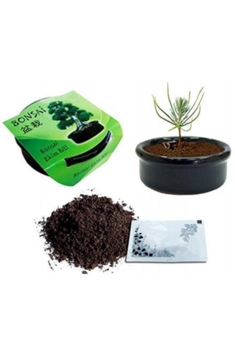Çokuygunuz Pratik Bonsai Karaçam Ekim Kiti