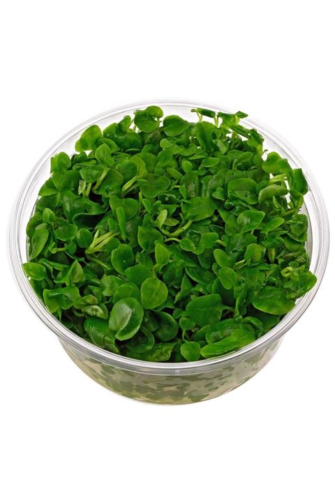 Atakan Plant Lobelia Cardinalis In Vitro Cup 200cc Canlı Bitki