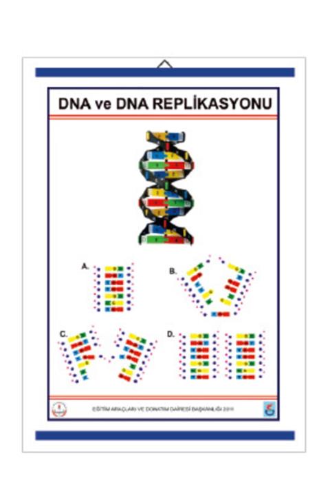 Edulab Dna Ve Dna Replikasyonu Levhası