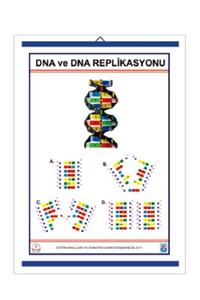 Edulab Dna Ve Dna Replikasyonu Levhası