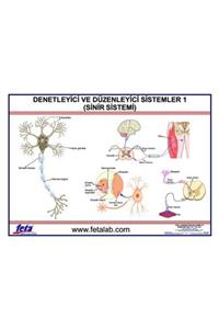 Edulab Denetleyici Ve Düzenleyici Sistem Levhası (sinir Sistem)i\