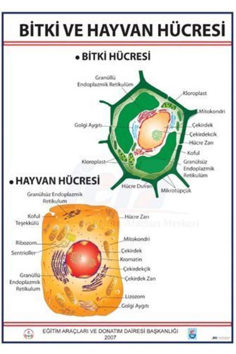 Edulab Bitki Ve Hayvan Hücresi Levhası