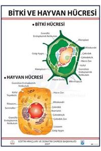 Edulab Bitki Ve Hayvan Hücresi Levhası