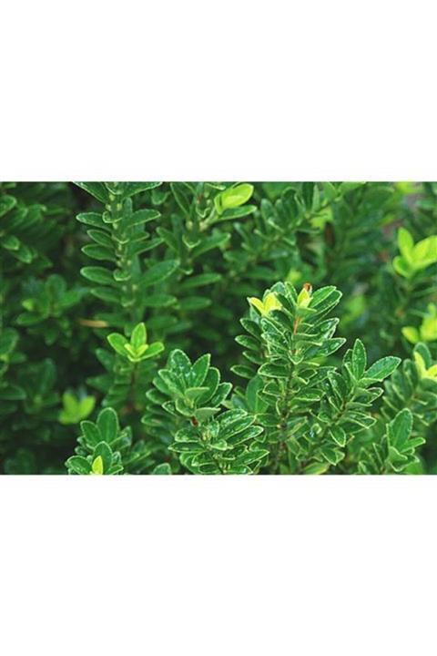 Fidan & Peyzaj Yeşil Taflan