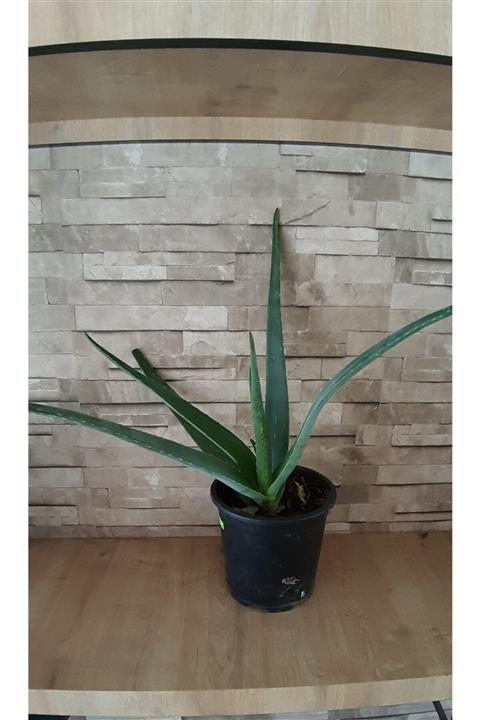 ergün çiçekçilik Aloe Vera