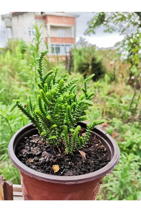 Çiçek Prenses Çamı Çiçeği Sukulent