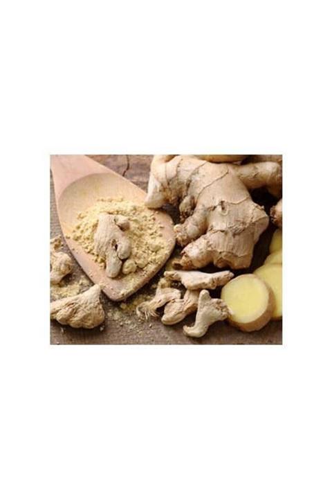 RAÇAM BOTANİK 20 Adet Zencefil Tohumu