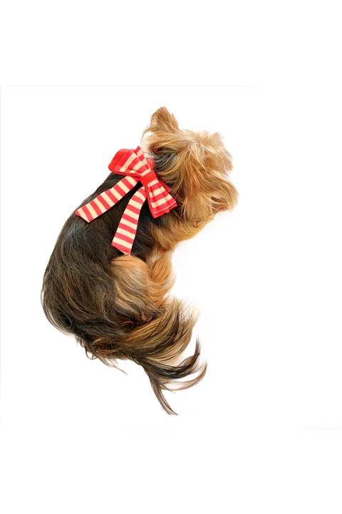 Kemique Kedi Ve Köpekler Için Fiyonk Fular Pink Stries