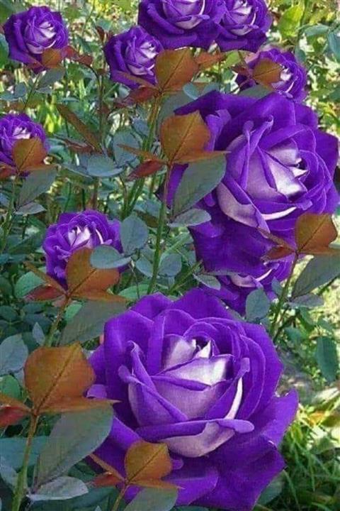 ÇİÇEKFLİX Mavi Turanza Gül Fidani 1 Adet Açık Kök 25-35cm