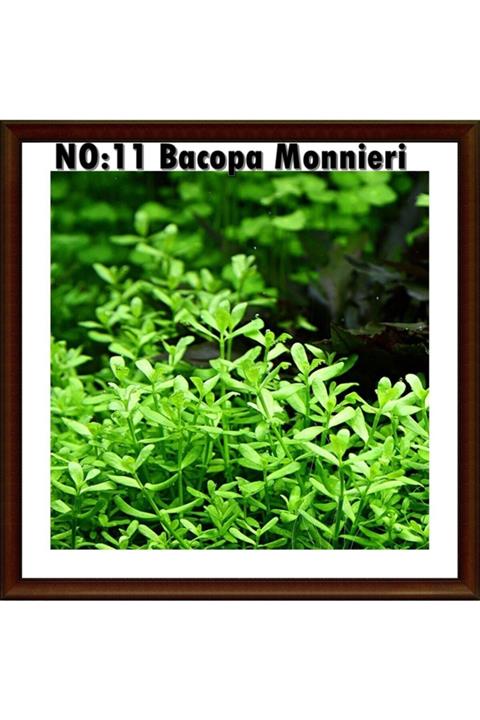 Antvaryum Bacopa Monnieri 1 Bağ Akvaryum Bitkisi