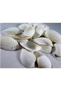 Hasyılmaz Naturel Doğal Gerçek Deniz Kabuğu 500 gr mmm4767