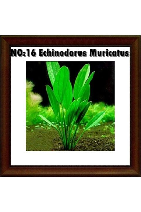 Antvaryum Echinodorus Muricatus 1 Bağ Akvaryum Bitkisi