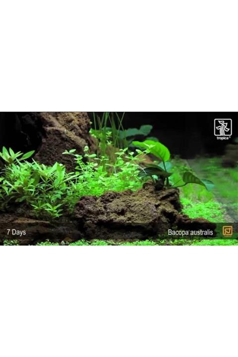 TROPİKAL Bacopa Australis 1 Buket
